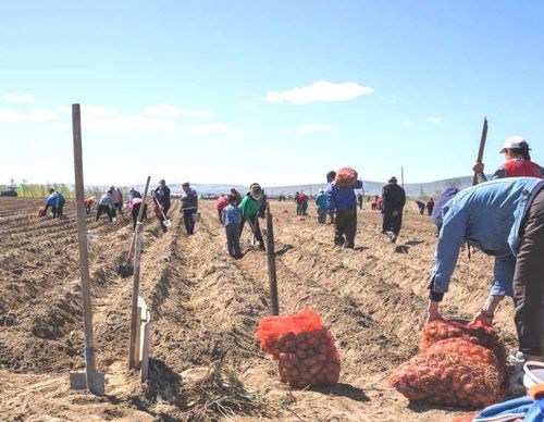 День Победы отметили трудом – сажали картофель