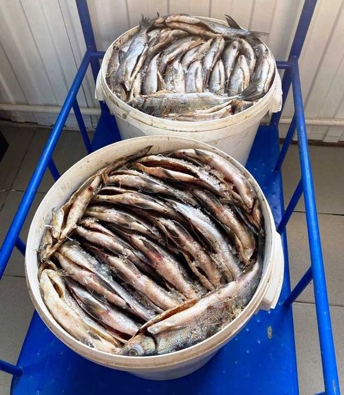 Где купить тоджинский хариус?