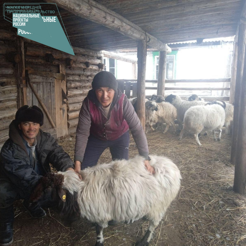 Благодаря нацпроекту фермер из Тувы развивает отрасль овцеводства