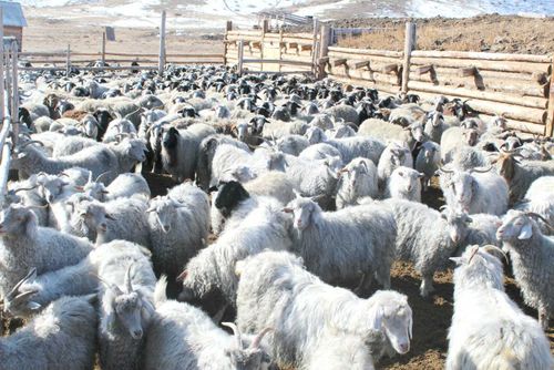 «Новую жизнь» можно начать с 200 овцами либо 20 коровами