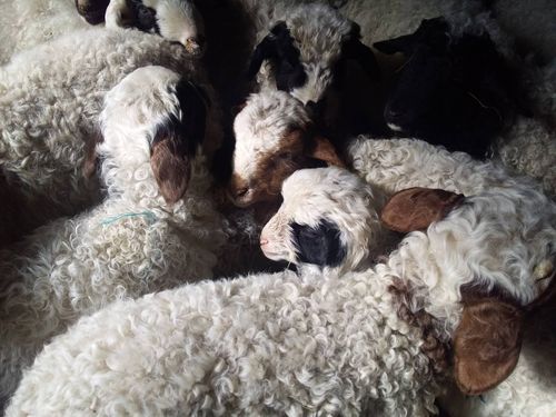 Мал оолдаашкынын чидириг чокка