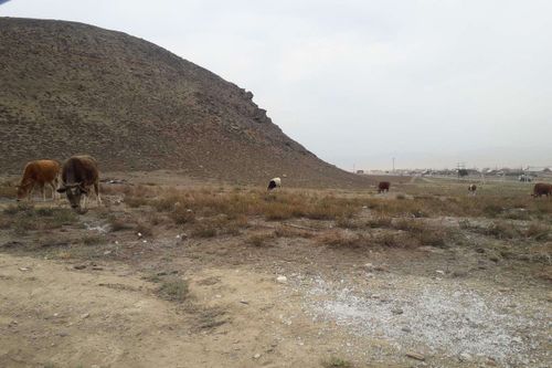 На Вавилинском затоне воруют скот