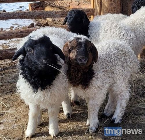 Минсельхозпрод Тувы оказывает финансовую помощь фермерам, которые разводят овец