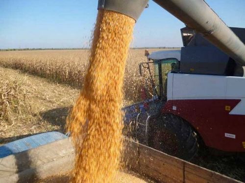 Самая высокая урожайность зерновых культур  - в крестьянском хозяйстве Михаила Санникова