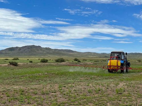 В Дзун-Хемчикском районе начались работы по уничтожению дикорастущей конопли