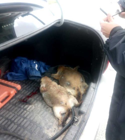 ЛЮБИТЕЛЕЙ ДИКОГО МЯСА НЕ ОСТАНОВИЛА ДАЖЕ ЧУМА