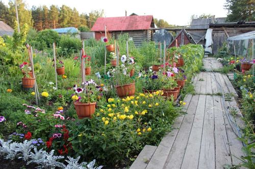 «Удачный дачник» - новый конкурс для садоводов