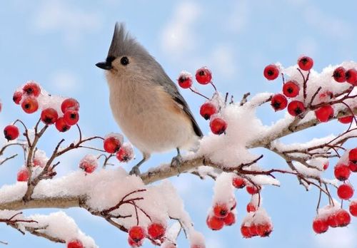 19 февраля – День орнитолога России