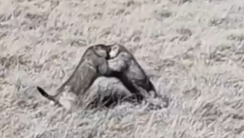 Захватывающие «танцы» от монгольских сурков