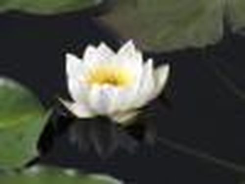 Государственный природный заповедник «Азас»,