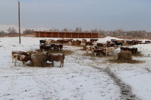 Тускай штаб мал кыштаглаашкынының төнчүзүнге чедир ажылдаар