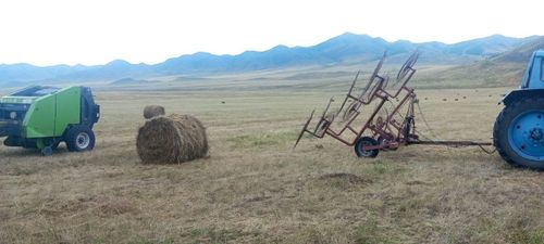 Чөөн-Хемчикте кидин түлүк мал чемин белеткеп турар