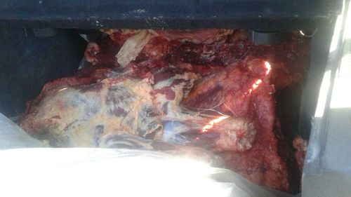 Житель Тувы пытался продать потенциально опасное мясо без документов