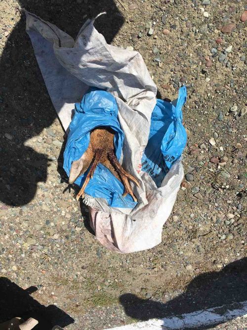 В Туве задержали охотников с трофеем