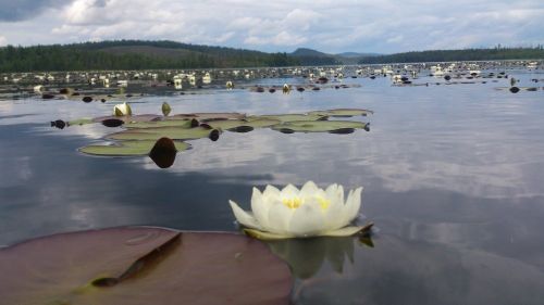 Азас заповеднигинде арга-эзимни шинчилээр