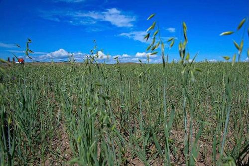 Самым жарким регионом Енисейской Сибири снова стала Тува