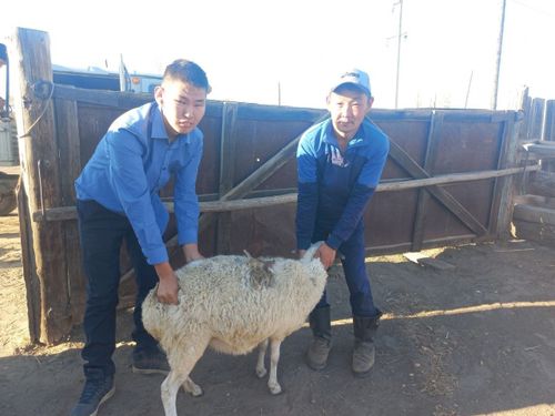 Чаа-хөлчүлер - дузааргак чон.