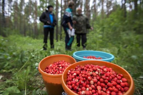 СОБИРАЙ ПО ЯГОДКЕ - НАБЕРЕШЬ КУЗОВОК