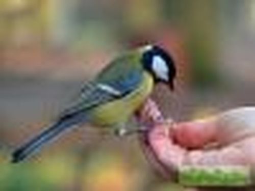 Птицы — наши друзья