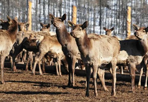 Мараловодческое хозяйство «Туран». Перспективы развития