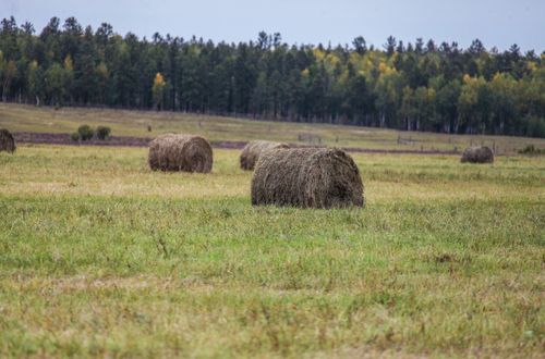 Мал чеминиң белеткелин соңгаарлаткан