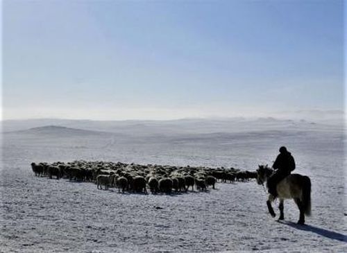 В Туве животноводам помогают из республиканского резерва кормов