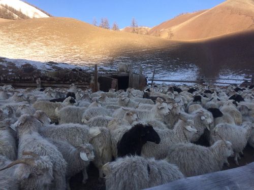 Республиканың курлавырындан мал чемин кыштагларга чедирер