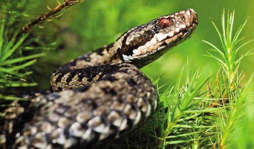 В Туве девочку укусила змея