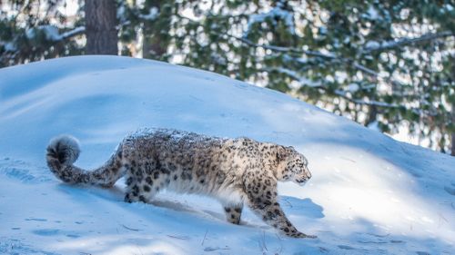 Тогдуктар чанып келген