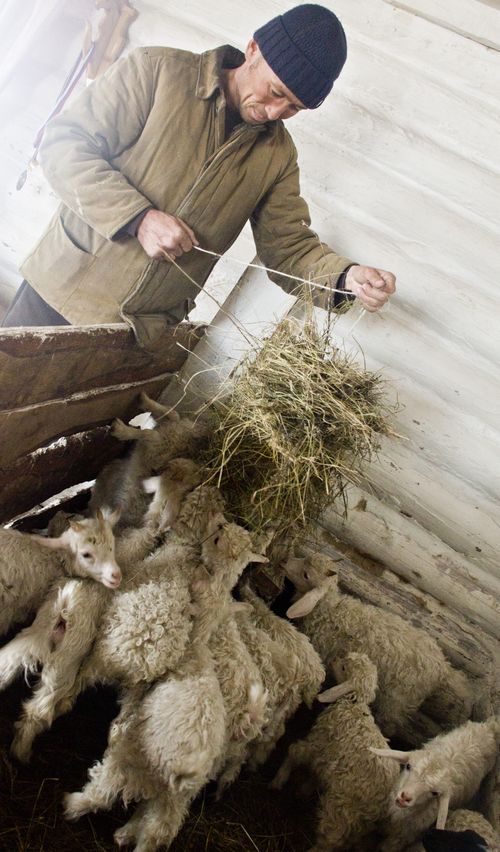 ОТ ДОРПЕРОВ ПОЛУЧЕН ПЕРВЫЙ ПРИПЛОД