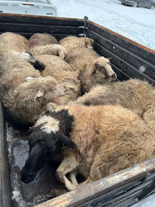 Хууда сайгарлыкчы Дайза Монгуштуң деткимчези