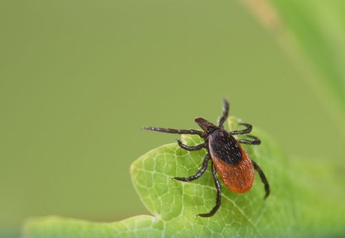 Первый случай клещевого вирусного энцефалита в Туве в 2025 году