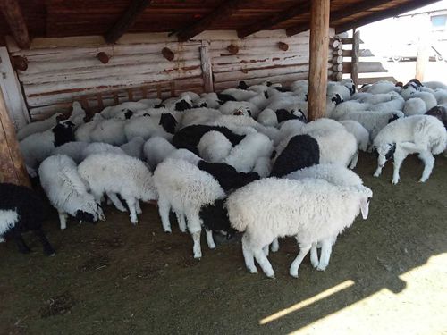 Приплод от завезенных баранов-производителей оправдал ожидания фермеров Тувы