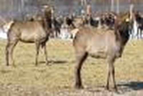 Панты считают по весне