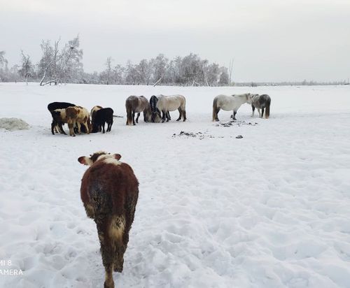 Буга-деге мыйызы буступ дүжүп турар шагда...