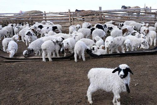 Тывада мал оолдаашкыны адакталган