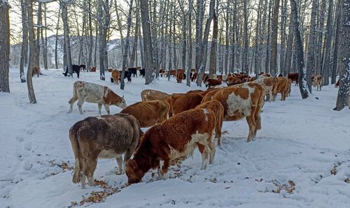 В Туве все больше фермеров и сельхозкооперативов пользуются господдержкой в рамках нацпроекта
