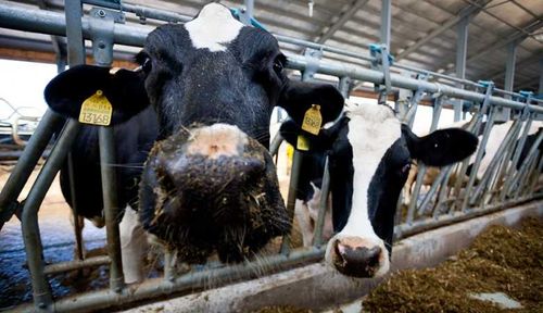 Сельские труженицы Тувы будут работать 32 часа в неделю без ущерба для зарплаты