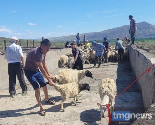 Ээрбекте хой чуур оңгачаны катап тургускаш, ажыткан