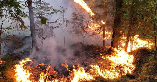 Житель Тувы заплатит 99 тысяч рублей за тушение подожжённого им леса