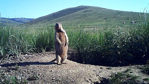 В Монгун-Тайге выявлены положительные результаты на чуму у грызуна в природном очаге
