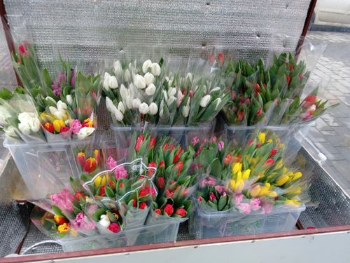 В Кызыле откроются ярмарки для продажи цветов на 8 Марта