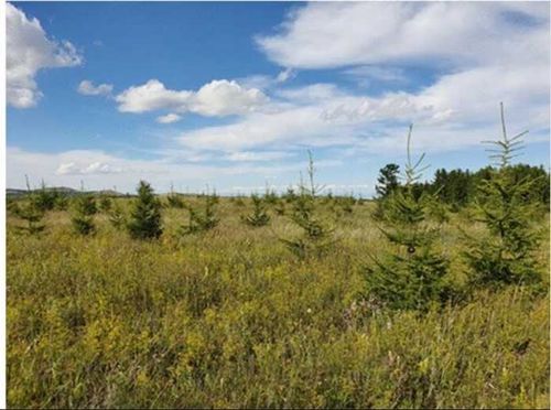 Учёные: «В Туве леса спускаются с гор»