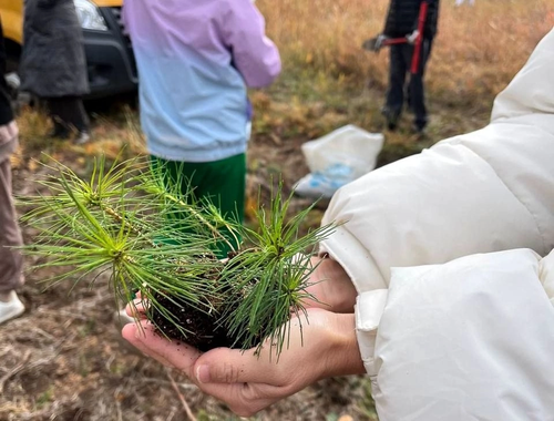 Юннаты Первых высадили в Тандинском районе 1000 саженцев сосны