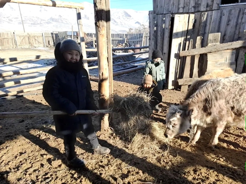 Школьники из Монгун-Тайги помогают односельчанам