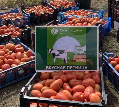 В Туве планируют собрать более 6 тысяч тонн картофеля