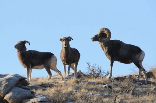 Аргар-кошкарны камгалаар сорулга-биле