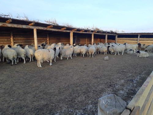 Зимовка и окотная кампания в Тес-Хеме 