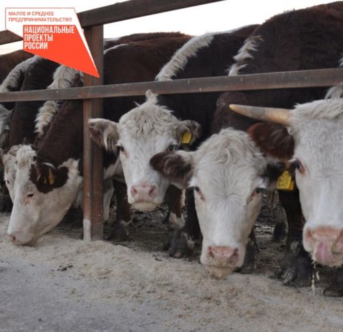 С помощью гранта «Агростартап» фермер города Турана смог расширить подсобное хозяйство