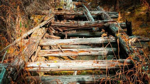 Спустя почти век природа взяла своё